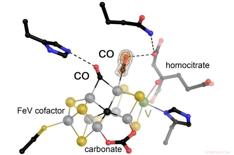 Vanadium-Dependent Nitrogenase Simultaneously Binds Two CO Molecules: A Breakthrough in CO Fixation