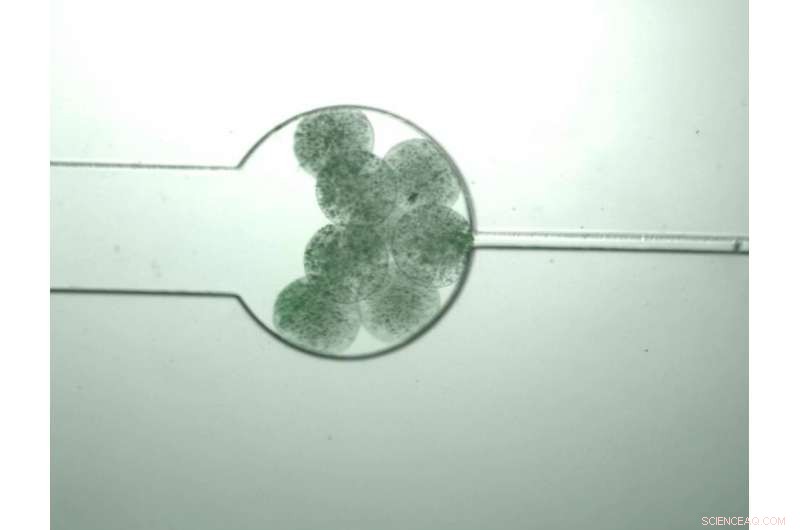 Engineering Cells to Build Living Composite Polymers for Biomedical Applications