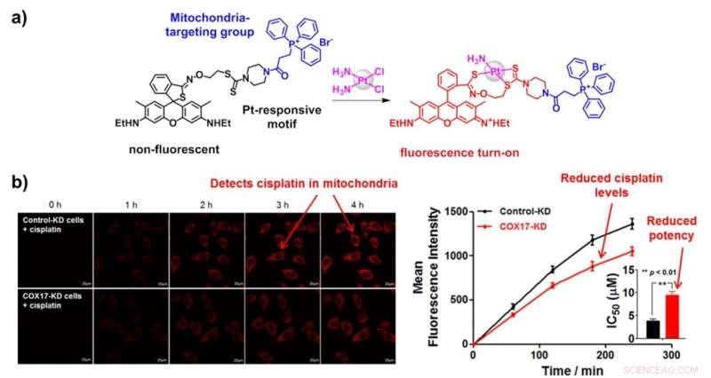 Mitochondria-Targeted Fluorescent Probe Enables Precise Cisplatin Detection