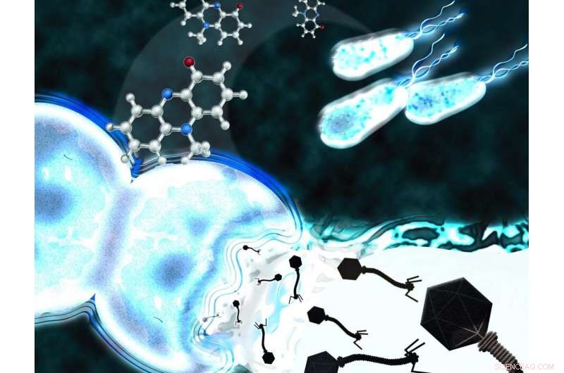 Bacteria Harness Competitor s Latent Phage for Strategic Advantage