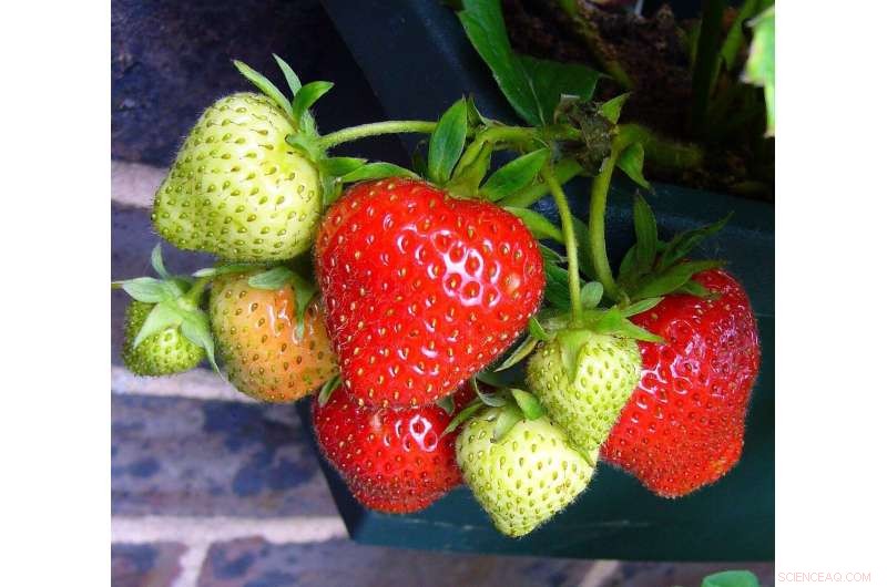 Revolutionizing Strawberry Shelf Life: Bioactive Packaging Solutions