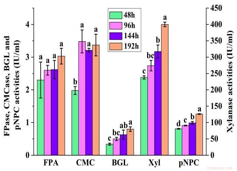 Trichoderma longiflorum Efficiently Converts Waste Paper into Cellulase: A Breakthrough in Sustainable Enzyme Production