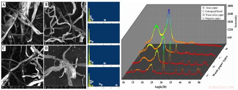 Trichoderma longiflorum Efficiently Converts Waste Paper into Cellulase: A Breakthrough in Sustainable Enzyme Production