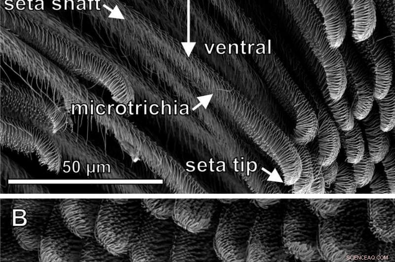 New Spider Hair Discovery Could Revolutionize Adhesive Technology