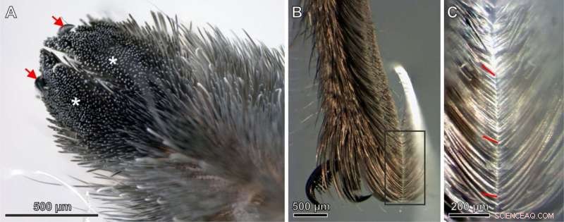 New Spider Hair Discovery Could Revolutionize Adhesive Technology