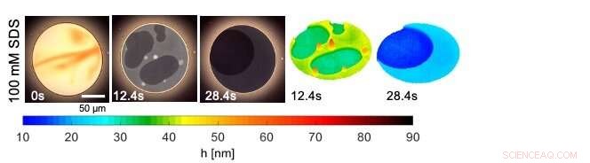 Micellar Foam Films Reveal Nanoscopic Topography Through Grayscale Variations