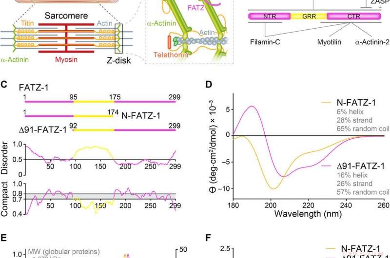 From Chaos to Order: FATZ Proteins Shape Sarcomere Structure