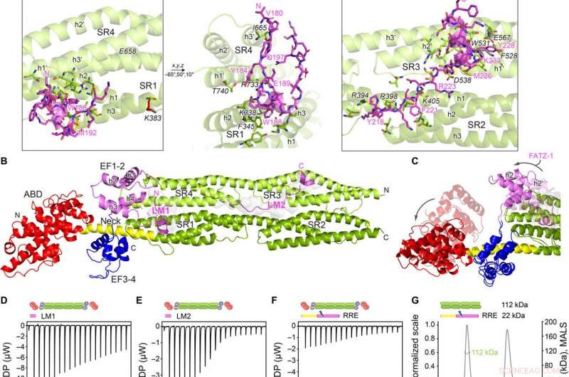 From Chaos to Order: FATZ Proteins Shape Sarcomere Structure