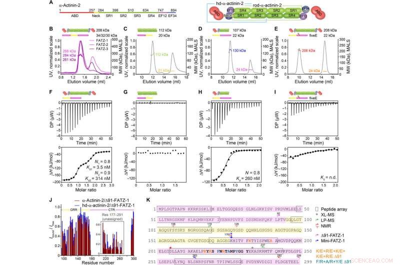 From Chaos to Order: FATZ Proteins Shape Sarcomere Structure