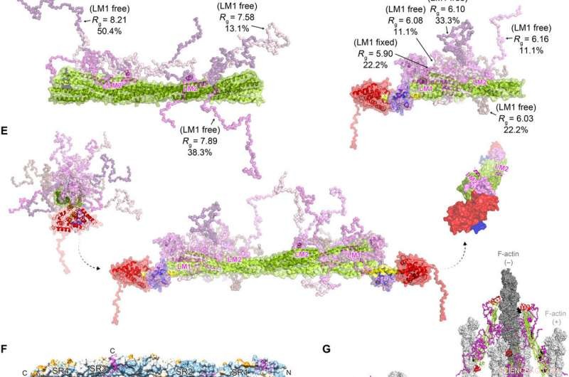 From Chaos to Order: FATZ Proteins Shape Sarcomere Structure