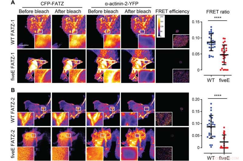 From Chaos to Order: FATZ Proteins Shape Sarcomere Structure