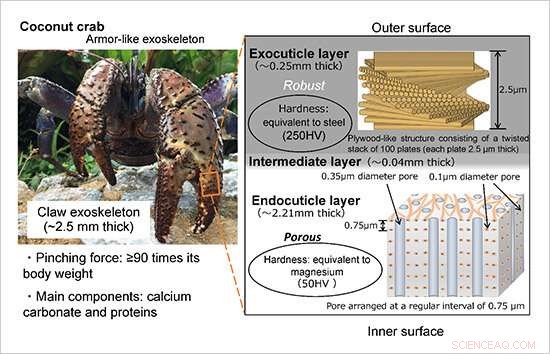 Unveiling the Ultra-Resilient Exoskeletal Microstructure of Coconut Crab Claws