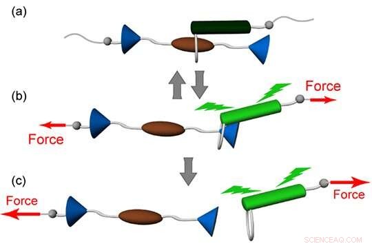 Rotaxane Mechanophores Exhibit Dual-Mode Response