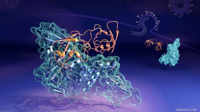 Neutrons Capture Dynamic Coronavirus Protein Complex in Real Time