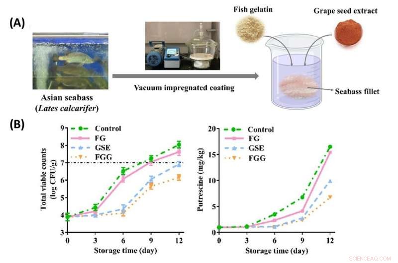Enhancing Seabass Shelf Life with Innovative Edible Coatings