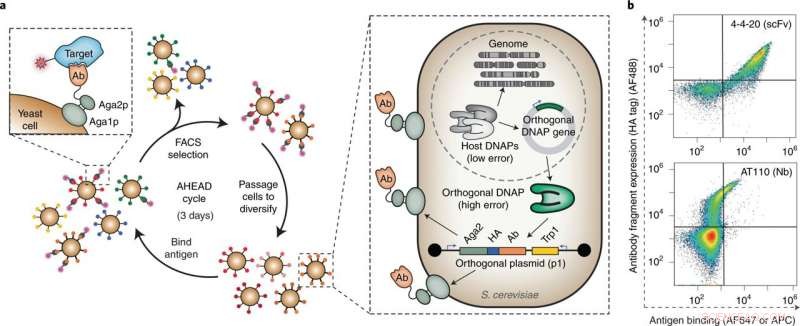 Advanced AHEAD Platform Accelerates Development of Antiviral Therapies for COVID‑19 and Beyond