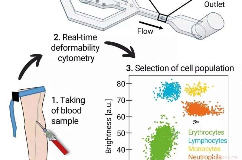 Long-Term Impact of COVID-19 on Blood Cell Health: New Research Findings