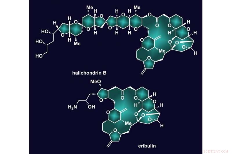 Lab Accelerates Halichondrin B Synthesis, Enhancing Production of Cancer Drug Eribulin