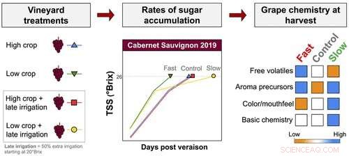 Delaying Grape Ripening Enhances Berry Quality for Superior Winemaking