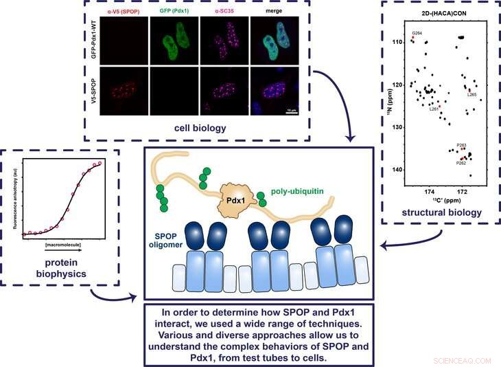 How Do Regulatory Proteins Locate Binding Sites to Control Insulin Production?