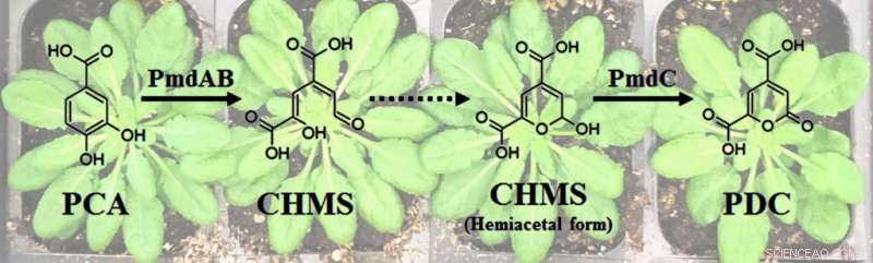 Efficiently Supplying Sustainable Biomaterial Building Blocks from Plant Feedstocks