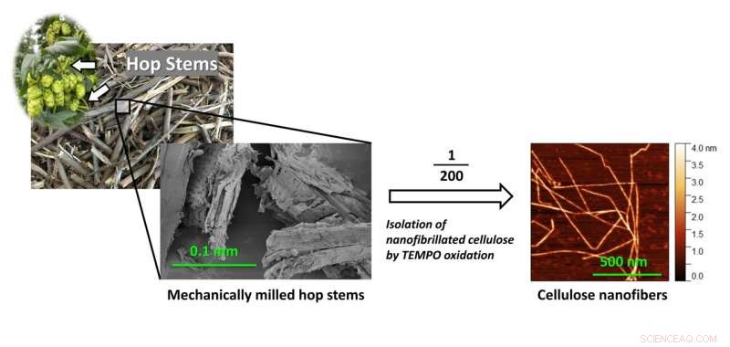 Transforming Beer‑Industry Waste: Hop Stems Upcycled into High‑Performance Cellulose Nanofibers
