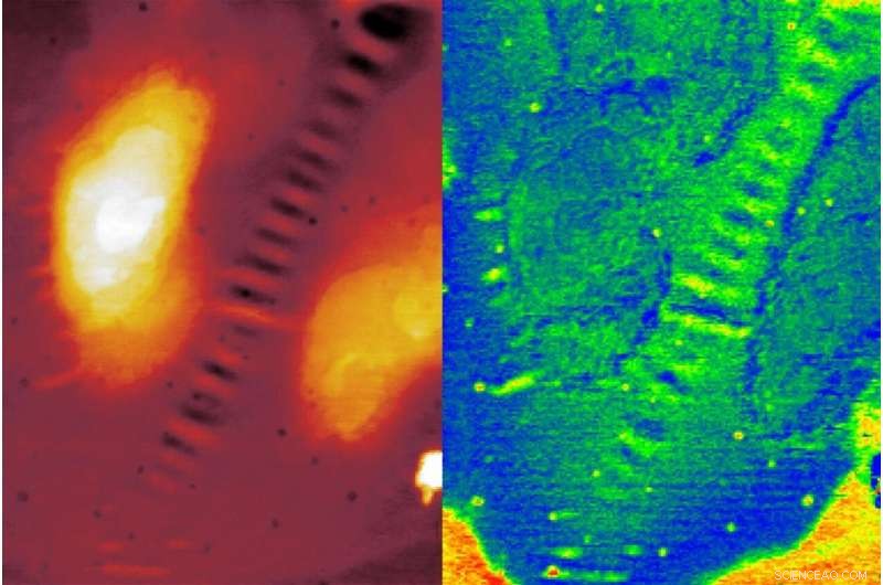 Unveiling Bitumen Mysteries: Advanced Microscopy Insights