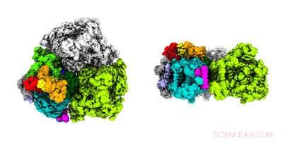 How Low-Light Adaptation Works: Unique Pigments in Marine Bacterium Acaryochloris marina