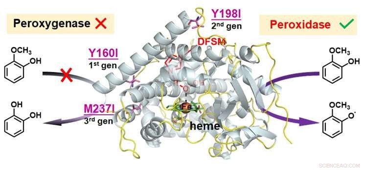 Engineering P450 Peroxygenase into a Peroxidase: A Mechanism-Guided Protein Design Approach