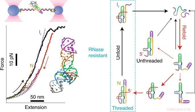 Alberta Researchers Uncover the Key RNA Structure That Drives Zika Virus s Virulence