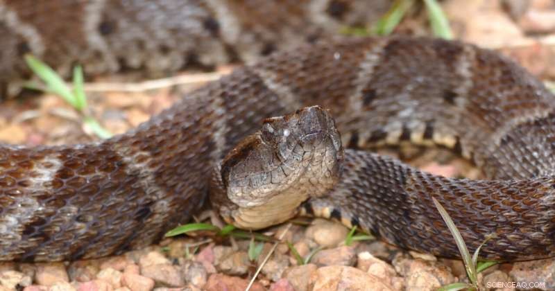 New Snake‑Venom Super Glue Stops Bleeding Within Seconds Using Visible Light