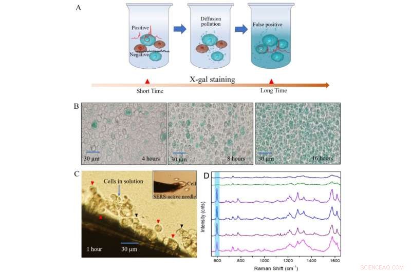 Revolutionary SERS Technique Enhances Beta‑Galactosidase Assay Accuracy