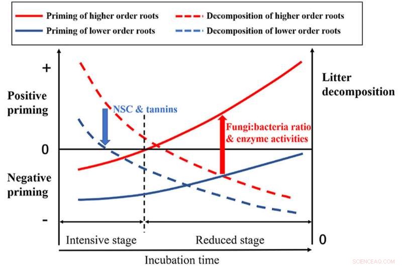 Root Litter-Induced Priming Effect Varies by Root Order