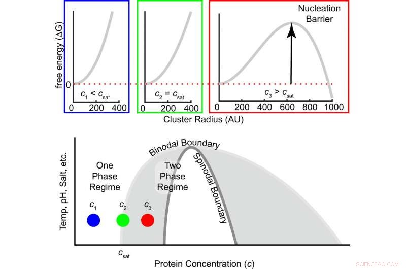 New Study Reveals Key Insights into the Initial Phase Separation Process