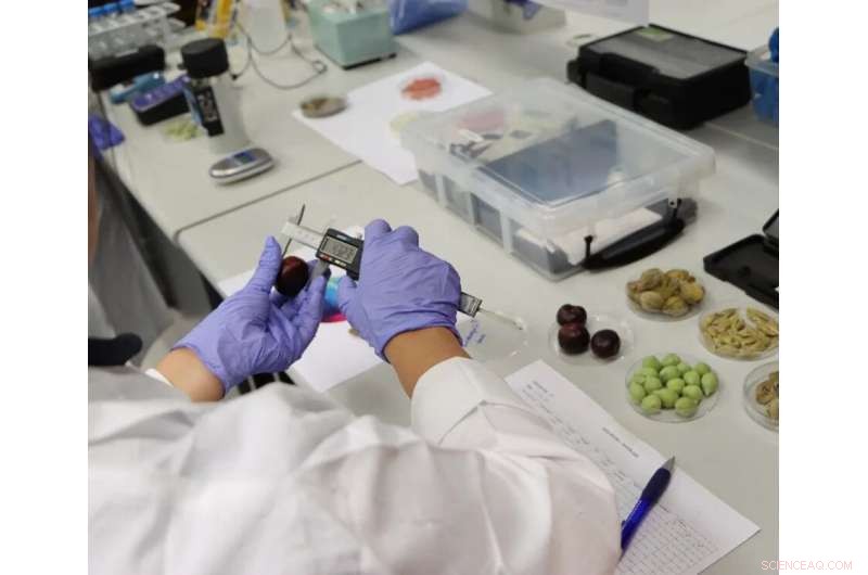 Field-Ready Chemistry Kit Enables Indigenous Communities to Test Bush Food Sweetness On-Site