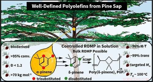 Pine Sap-Based Plastic: A Revolutionary Step Toward Sustainable Materials