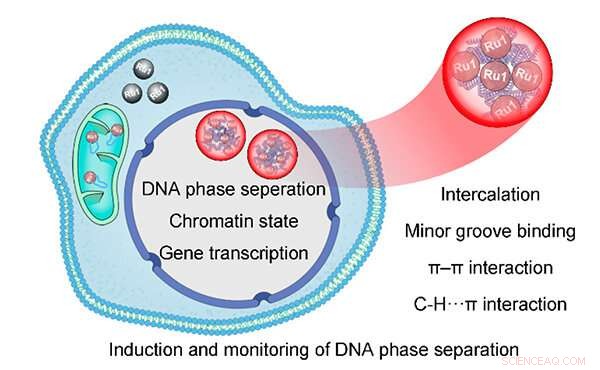 Unveiling How Ruthenium Complexes Trigger DNA Phase Separation: A Molecular Insight