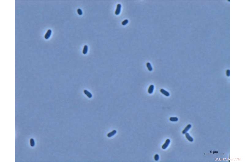 Leveraging CO₂ as a Raw Material for Plastics and Sustainable Products