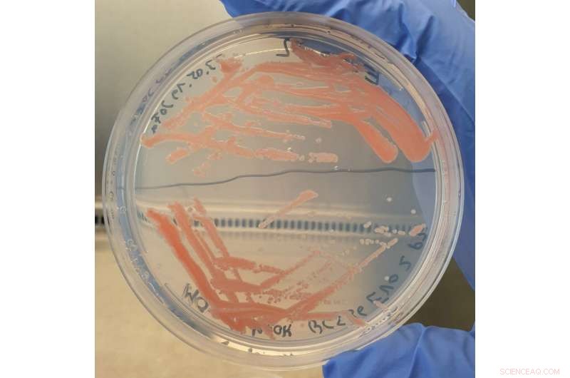 Leveraging CO₂ as a Raw Material for Plastics and Sustainable Products