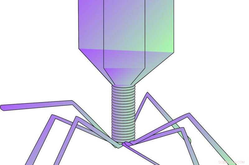 Phage Therapy: A New Front Against Antibiotic-Resistant Livestock