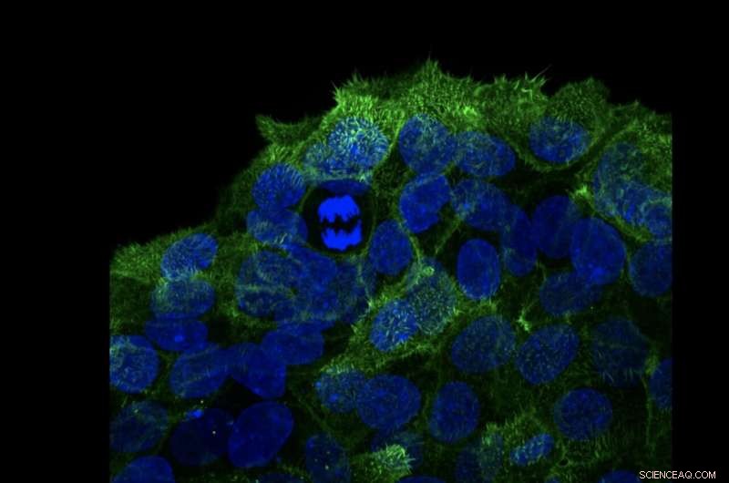 New Insights into Cell Cycle Coordination Reveal Key Mechanism for Cellular Disease Understanding