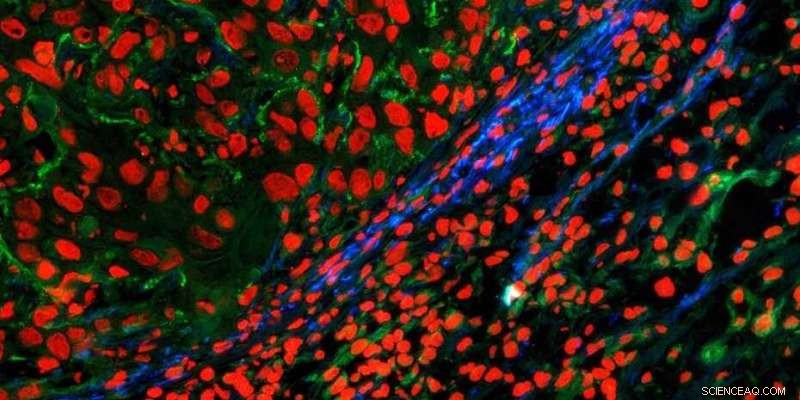 Illuminating Tissue Formation with Advanced Fluorescence Imaging