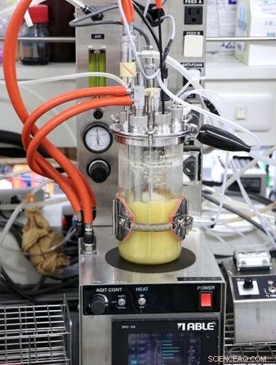 Engineered Bacteria Convert Sugar into Tire‑Key Chemical, Cutting Footprint