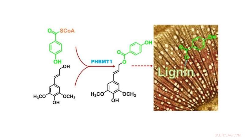 Researchers Identify Enzyme That Enables Production of Industrially Relevant Chemical in Plants