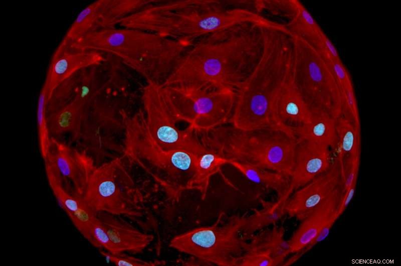 Micrometer-Scale Gel Drops: Revolutionizing Regenerative Medicine