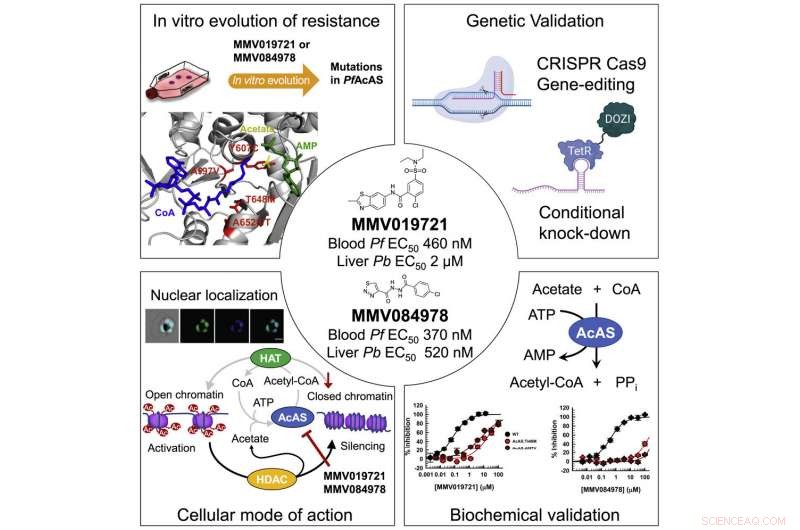 Biological Engineers Uncover Novel Target for Malaria Drug Development