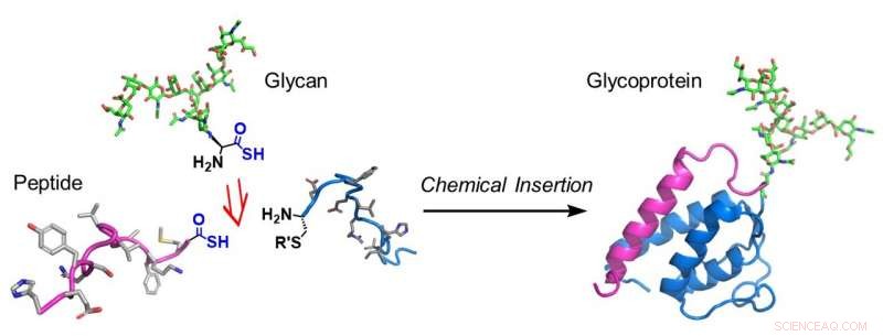 Revolutionary Two-Step Thioacid-Mediated Strategy for Efficient Glycoprotein Synthesis