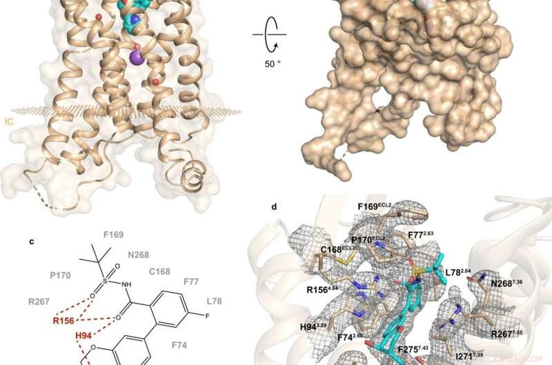 Breakthrough Study Reveals Structure of Receptor Linked to Type 2 Diabetes and Other Conditions