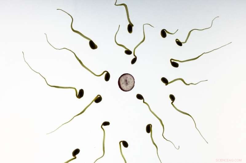 Revolutionary Technique Enhances Detection and Visualization of Sperm Cells in Forensic Samples