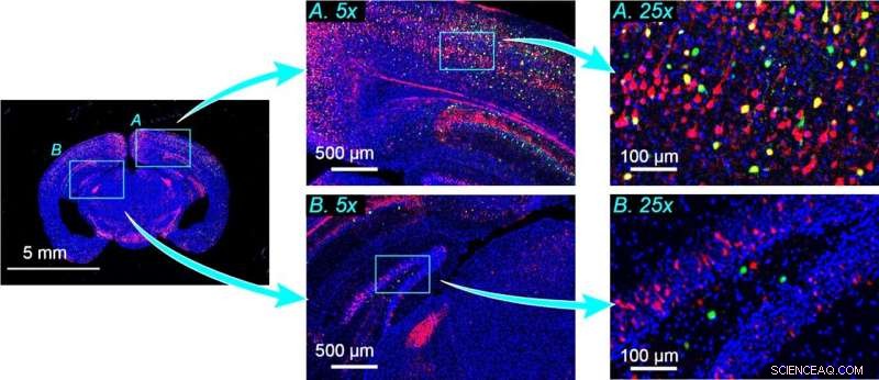 Revolutionary Optical Imaging Captures Thousands of Cells in One Image
